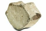 Fossil Whale Lumbar Vertebra - Yorktown Formation #362081-2